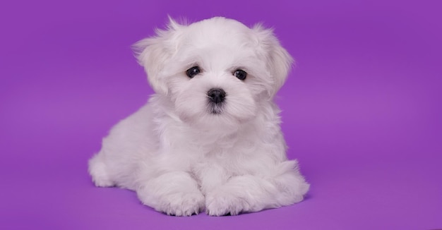 Portrait of a cute Maltese breed puppy A small dog on a bright fashionable background