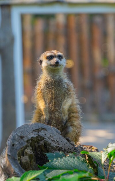 portrait of a cute meerkat