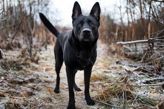Portrait of cute mixed breed black dog walking on autumn meadow