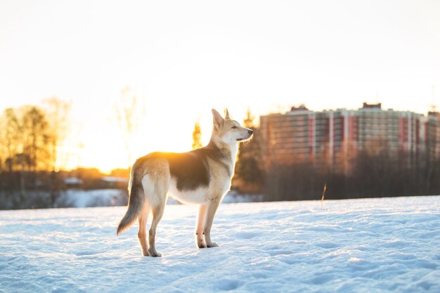 Portrait of a cute mixed breed dog running in snow on the field