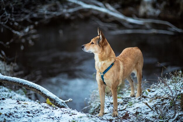 冬の牧草地に立っているかわいい雑種犬の肖像画