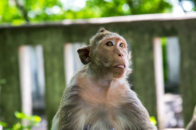 Photo portrait of cute monkey