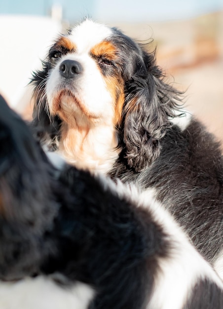 Portrait of cute old cavalier king Charles spaniel dog sitting outdoors on a sunny day