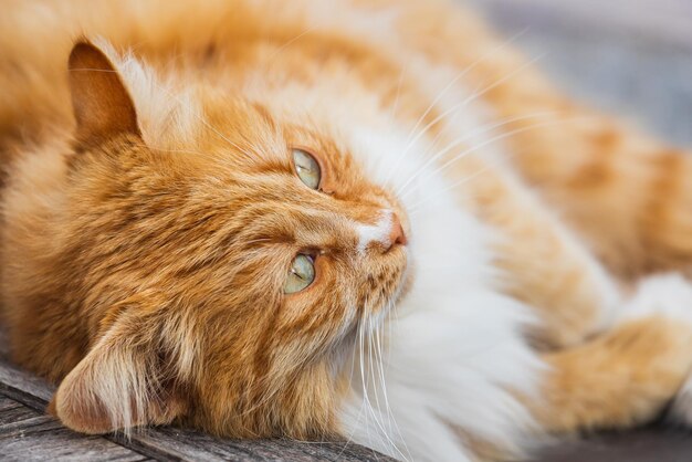 Portrait of a cute orange cat sleeping on the street