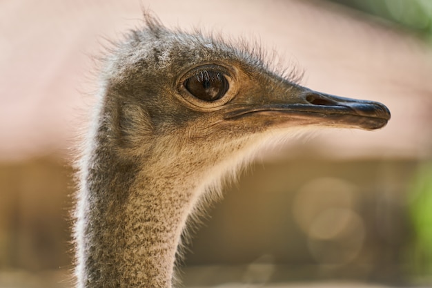 Photo portrait of cute ostrich on farm