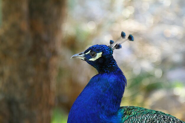 portrait of a cute peacock