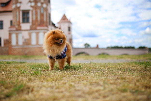 外のかわいいポメラニアン犬の肖像画