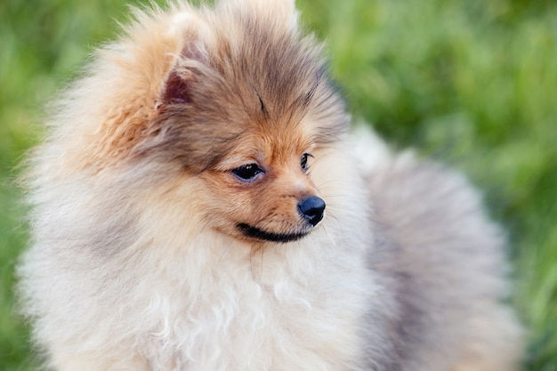 Portrait of cute pomeranian puppy dog at the park