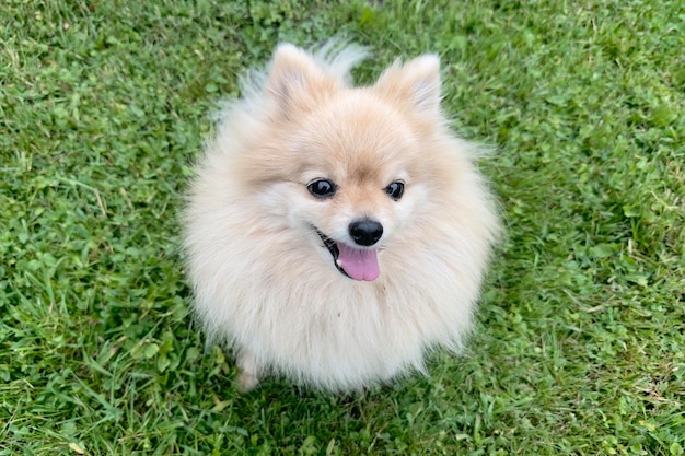 Portrait of cute pomeranian spitz dog young fluffy puppy on green grass at summer day miniature