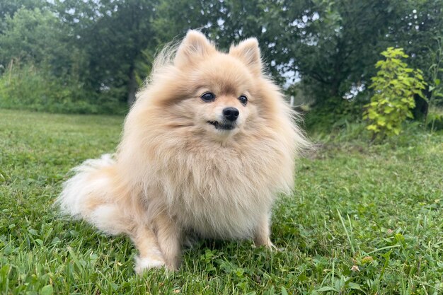 Portrait of cute pomeranian spitz dog young fluffy puppy on green grass at summer day miniature