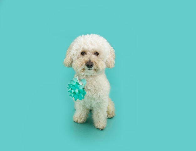 Ritratto simpatico cane barboncino presente o regalo che celebra il compleanno o l'anniversario isolato su sfondo blu