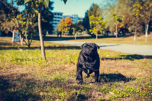 屋外のかわいいパグ子犬の肖像画