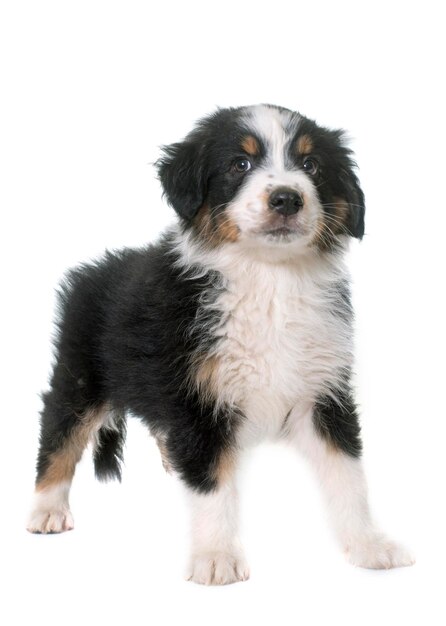白い背景の可愛い子犬の肖像画