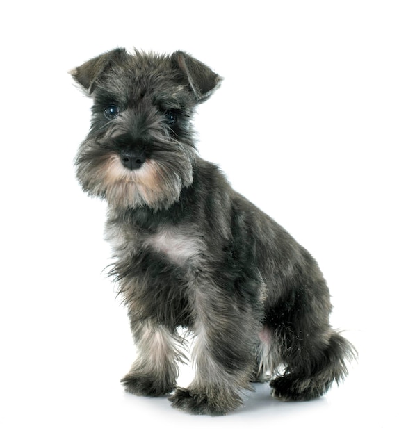 Photo portrait of cute puppy against white background