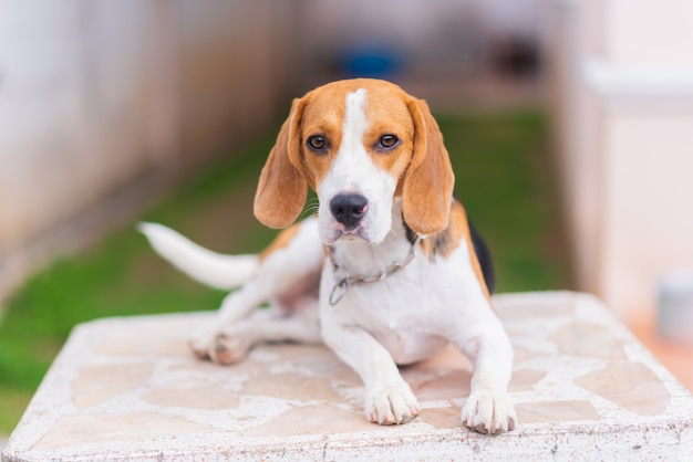 Portrait of cute puppy beagle