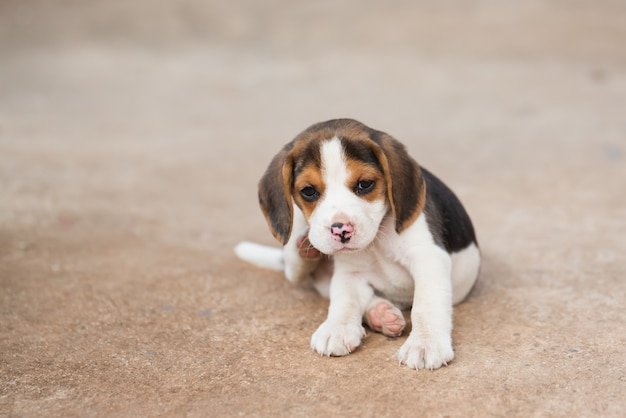 かわいい子犬ビーグルの肖像画