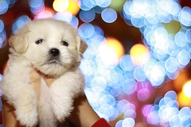 Photo portrait of cute puppy at home