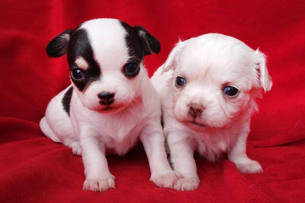 Portrait of cute puppy