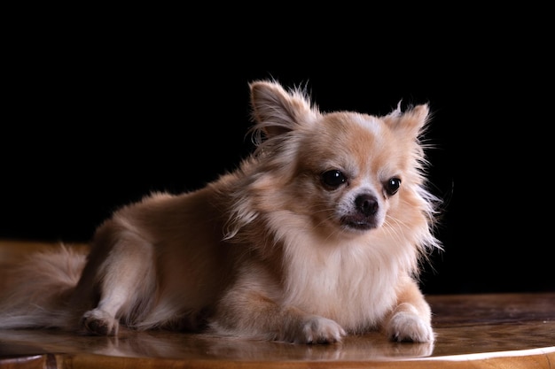 Photo portrait of cute puppy