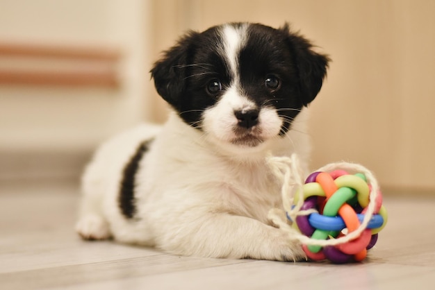 かわいい子犬の肖像画