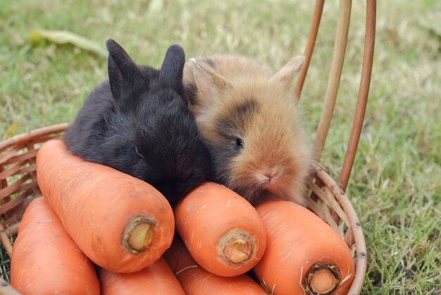 Portrait of cute rabbit with carrot on the wood basket.