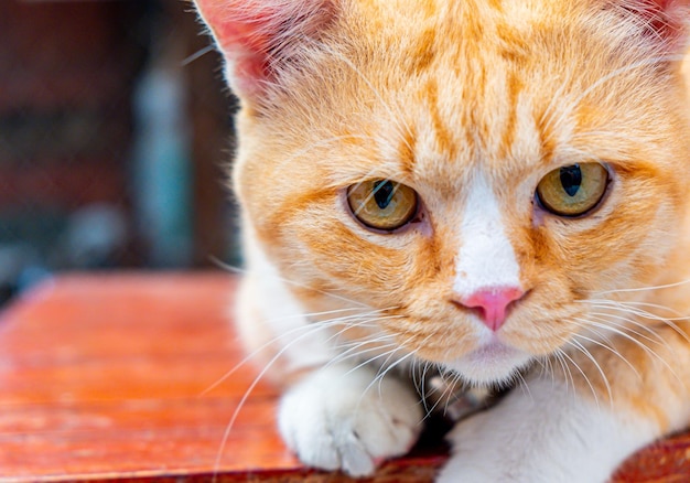 Портрет милой рыжей рыжей кошки