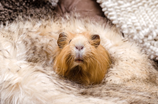 Portrait of cute red guinea pig.