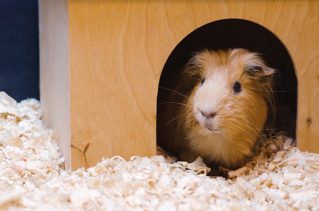 Portrait of cute red guinea pig