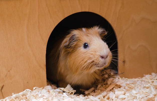 Portrait of cute red guinea pig