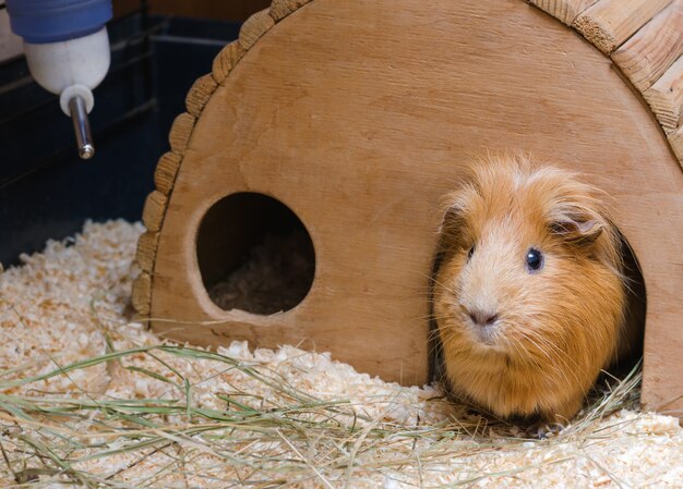 Portrait of cute red guinea pig