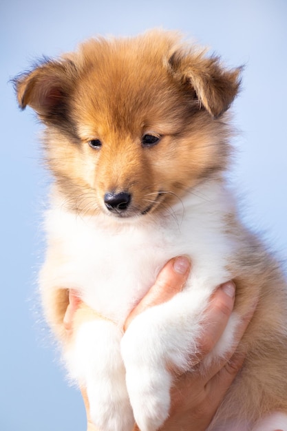 かわいい赤いシェルティーの子犬の肖像画