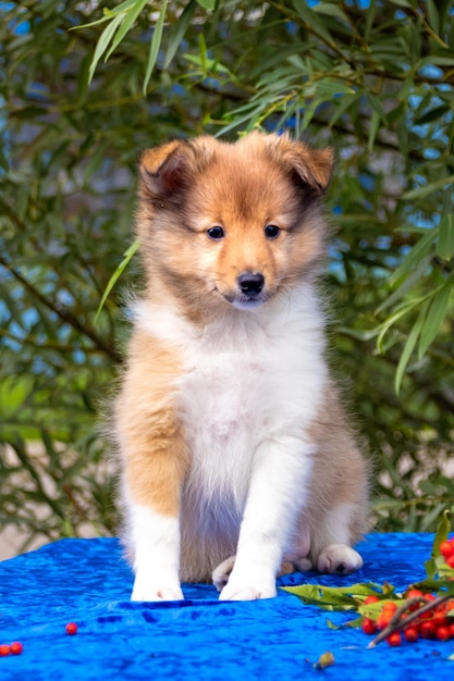 かわいい赤いシェルティーの子犬の肖像画