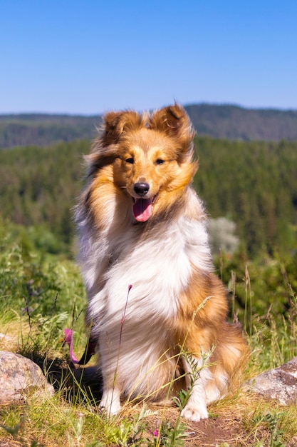 Portrait of a cute red sheltie