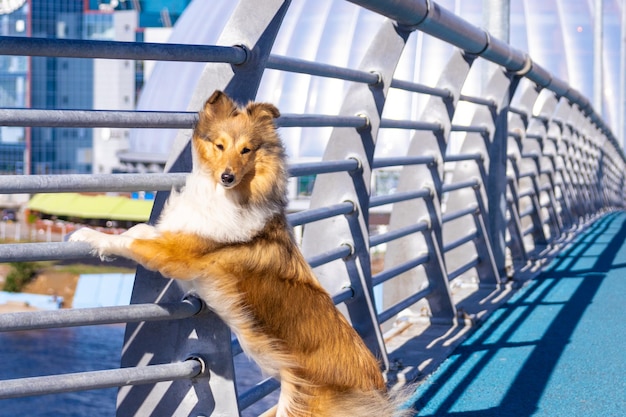 Portrait of a cute red sheltie