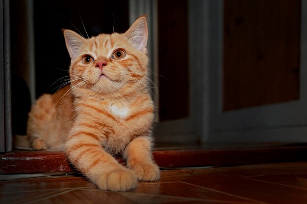 Portrait of a cute redhaired British kitten on a black background