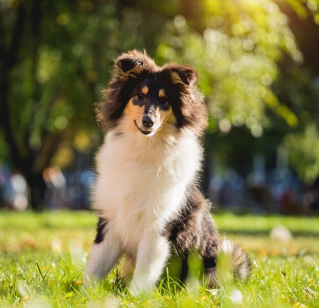 Portrait of cute rough collie dog at the park