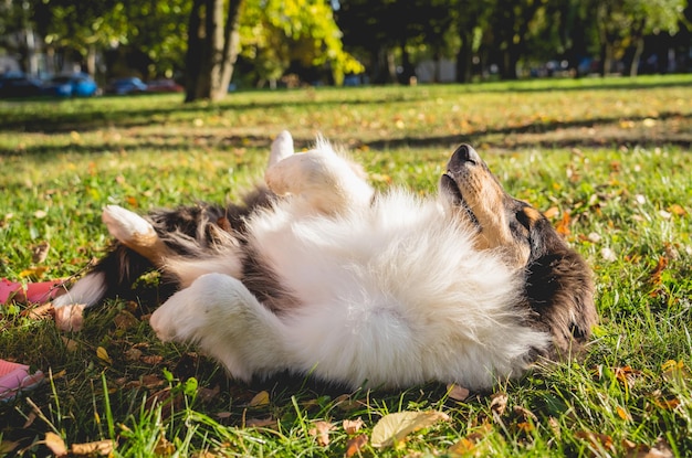 Portrait of cute rough collie dog at the park