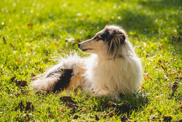 Portrait of cute rough collie dog at the park