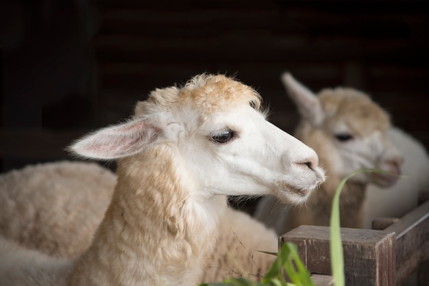 Portrait of cute sheep in herd looking 