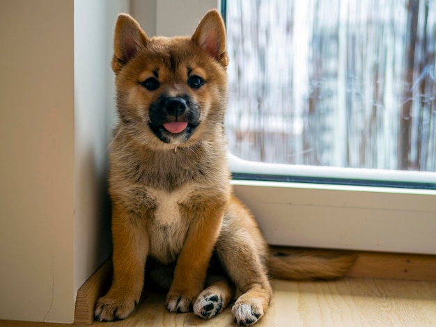 かわいい柴犬のポートレート 小型犬 子犬 ドージコイン 赤毛の日本犬 笑顔のポートレート イルミネーションカラーの暗号通貨 電子マネー