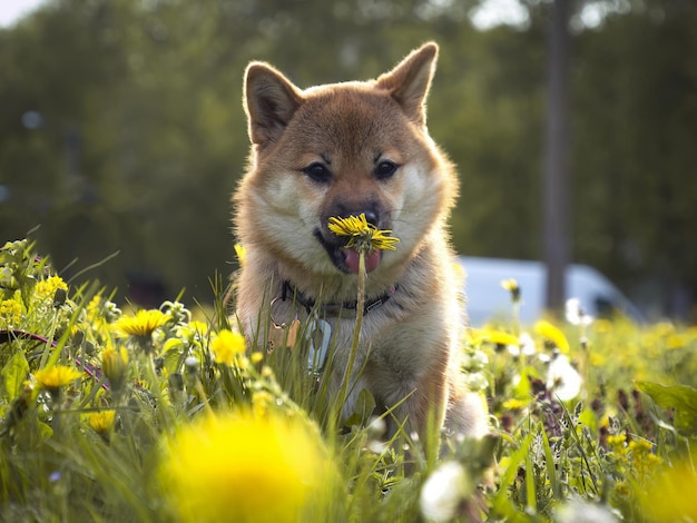 Photo portrait of cute shiba inu small dog puppy dogecoin redhaired japanese dog smile portrait illuminating color cryptocurrency electronic money