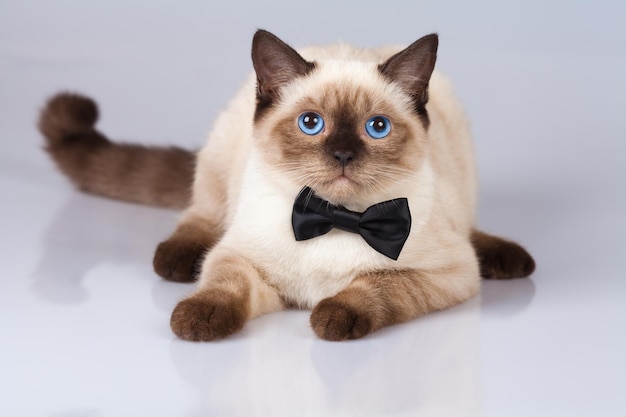 Portrait of cute siamese cat wearing bow tie