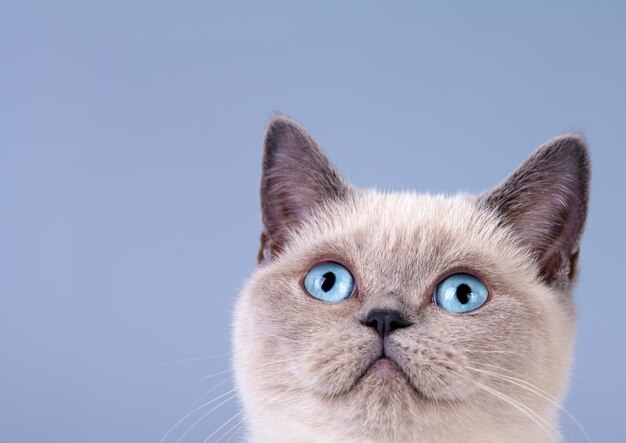 Portrait of cute siamese cat