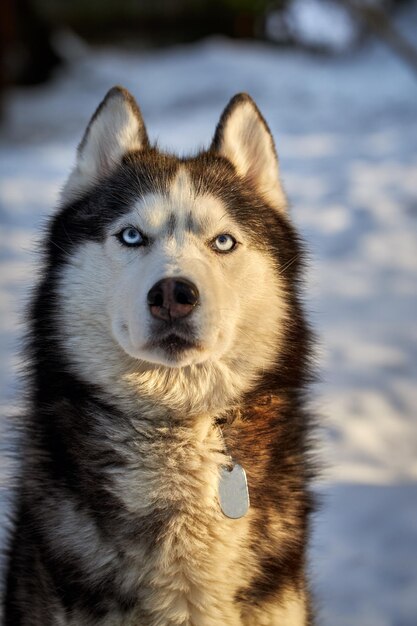 Portrait cute siberian husky dog in sunny evining forest