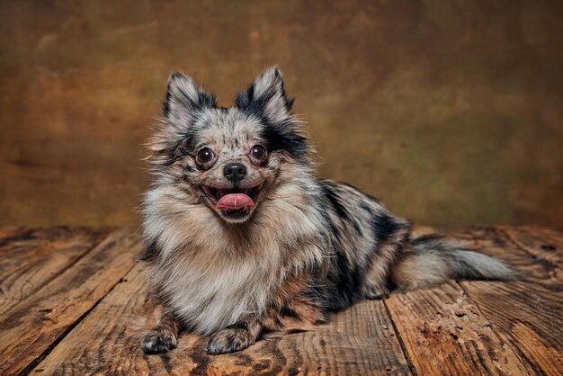 Portrait of cute small dog pomeranian spitz lying posing with tongue sticking out isolated over dark