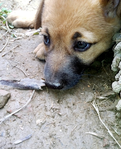 Portrait of cute small dog