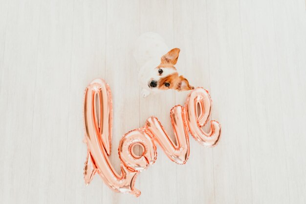 Portrait of cute small jack russell dog at home with a love balloon besides valentines concept