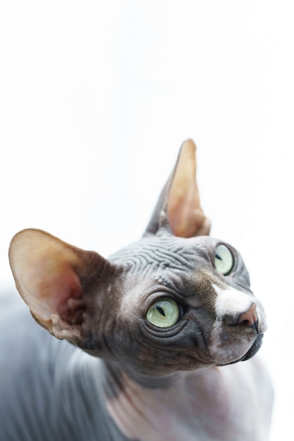 Портрет милой и умной канадской кошки сфинкс