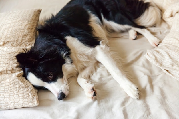 Portrait of cute smiling puppy dog border collie lay on pillow blanket in bed. Do not disturb me let me sleep. Little dog at home lying and sleeping. Pet care and funny pets animals life concept.
