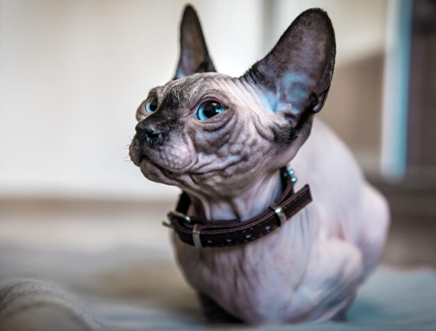 Portrait of cute sphinx kitten